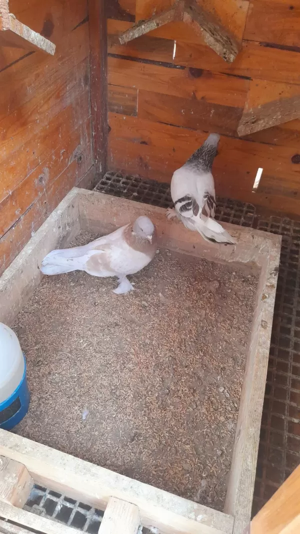 Limon Sari Erkek Güvercin 81 İle Gönderim Yapariz