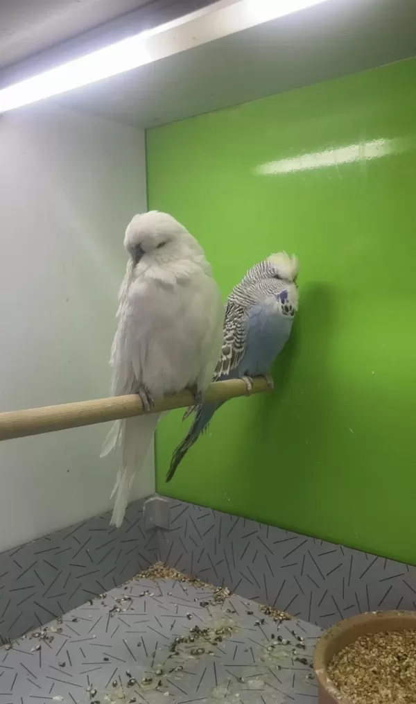 Show Jumbo Muhabbet Kuşu