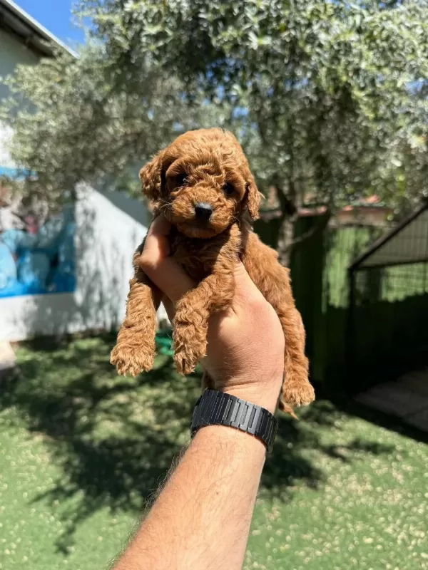 Safkan Poodle Yavrular