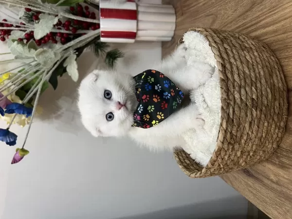 Yakışıklı Scottish Fold Oğlan