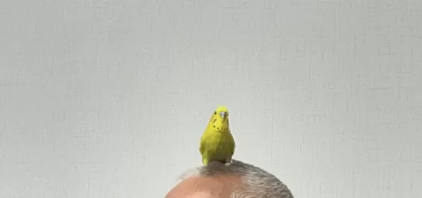 Erkek Evcimen Muhabbet Kuşu