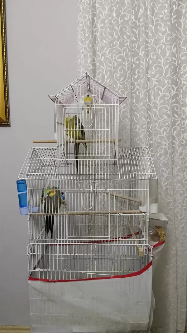 Dişi Ve Erkek Sultan Papağanı
