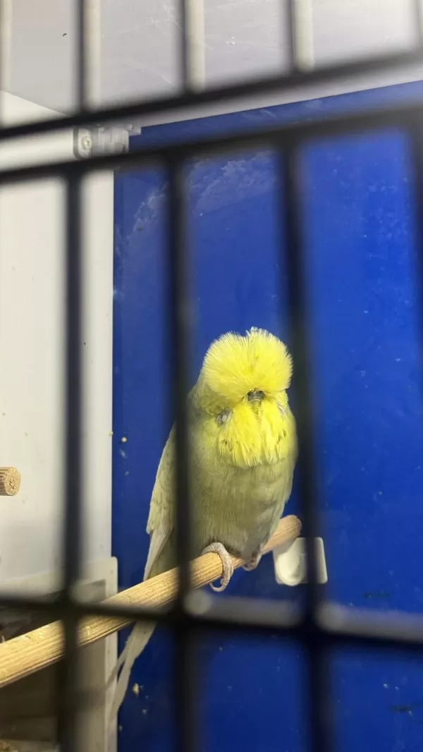 Üst Vasif Gri Sari Yüz Sp Şhow Jumbo Erkek Kuşumuz