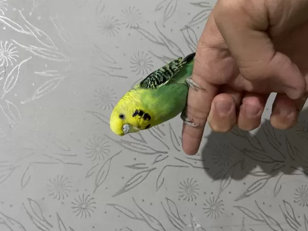 Eşe Hazır Damızlık Muhabbet Kuşları