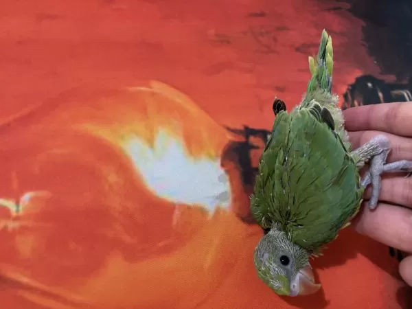 Bebek Pakistan Papağanı El Besleme