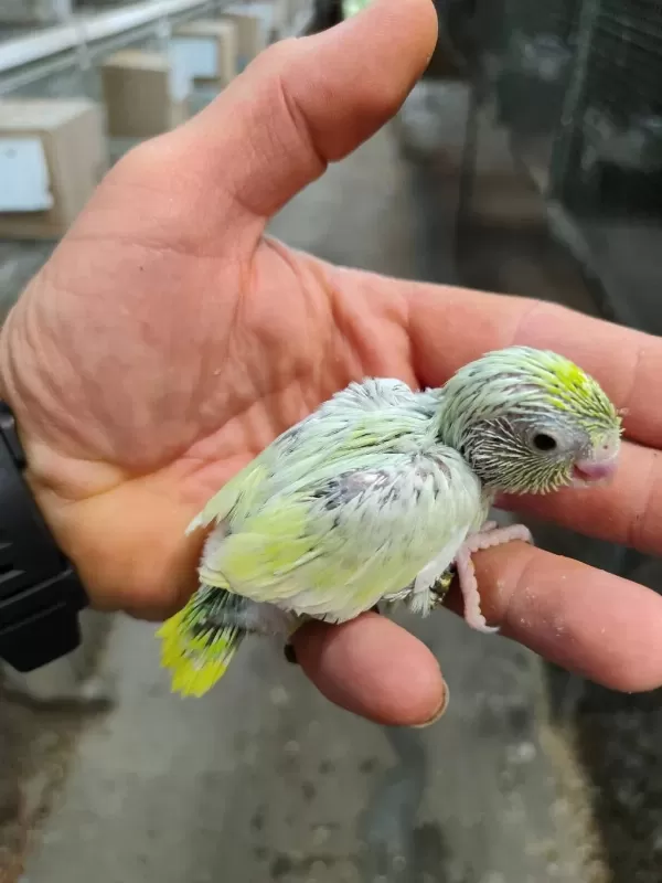 Yeni Yeme Düşmüş Forpus Bebekler