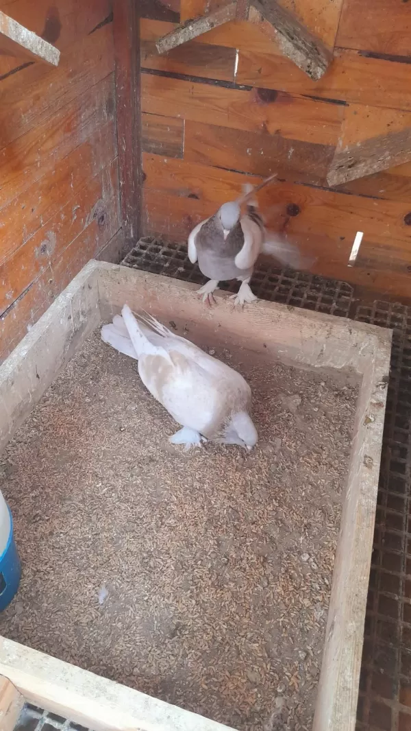 Limon Sari Erkek Güvercin 81 İle Gönderim Yapariz