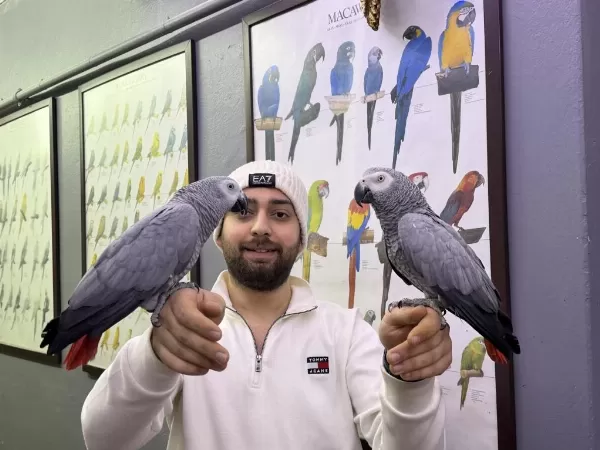 200 Kelime Konuşan Full Eğitimli Jako Papağani