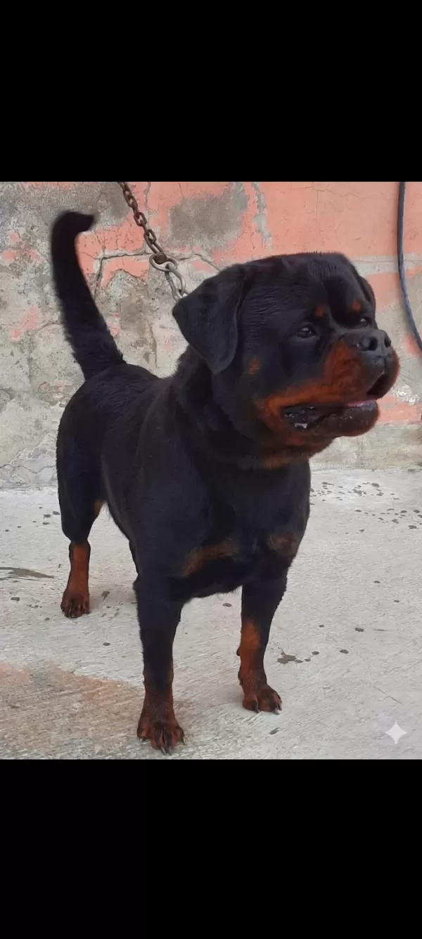 A Şecereli Üretim İzinli Yetişkin Dişi Rottweiler