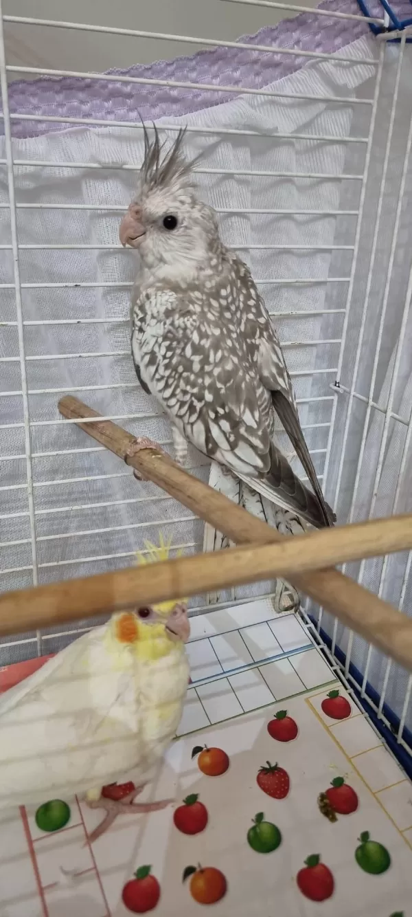 Sultan Papağanı Yavru Tam Eğitmelik