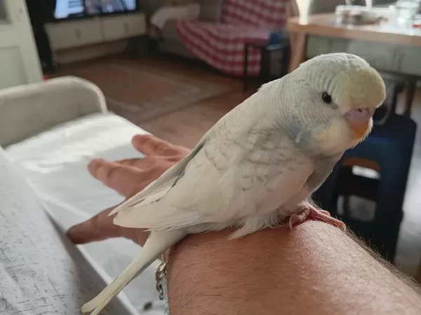 Ele Alişik Sağlikli Yavru 2 Adet Muhabbet Kuşu