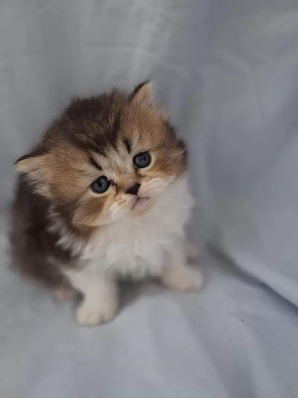 Çikolata Golden British Longhair Yavrularımız
