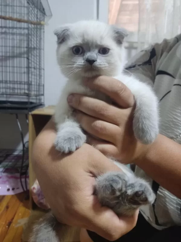 50 Günlük Scottish Fold Bebişler