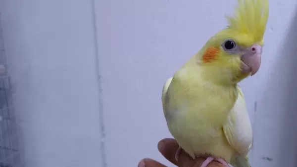 Yavru Sultan Papağanı Ele Alışık
