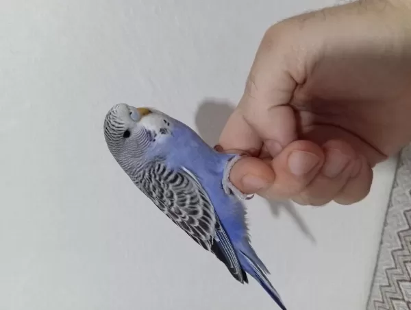 Yeni Yuvadan Ayrılmış Muhabbet Kuşu Yavruları