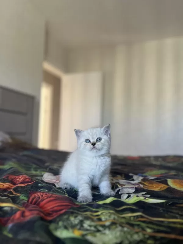 Ev Ortaminda Büyüyen British Shorthair Yavrularim
