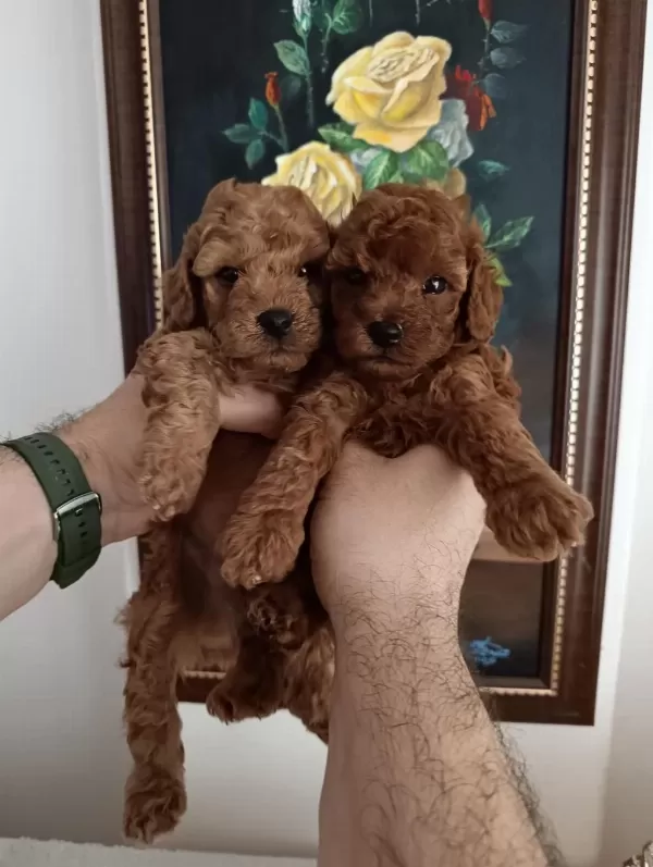 Safkan Red Brown Toy Poodle Yavrular Üst Kalite