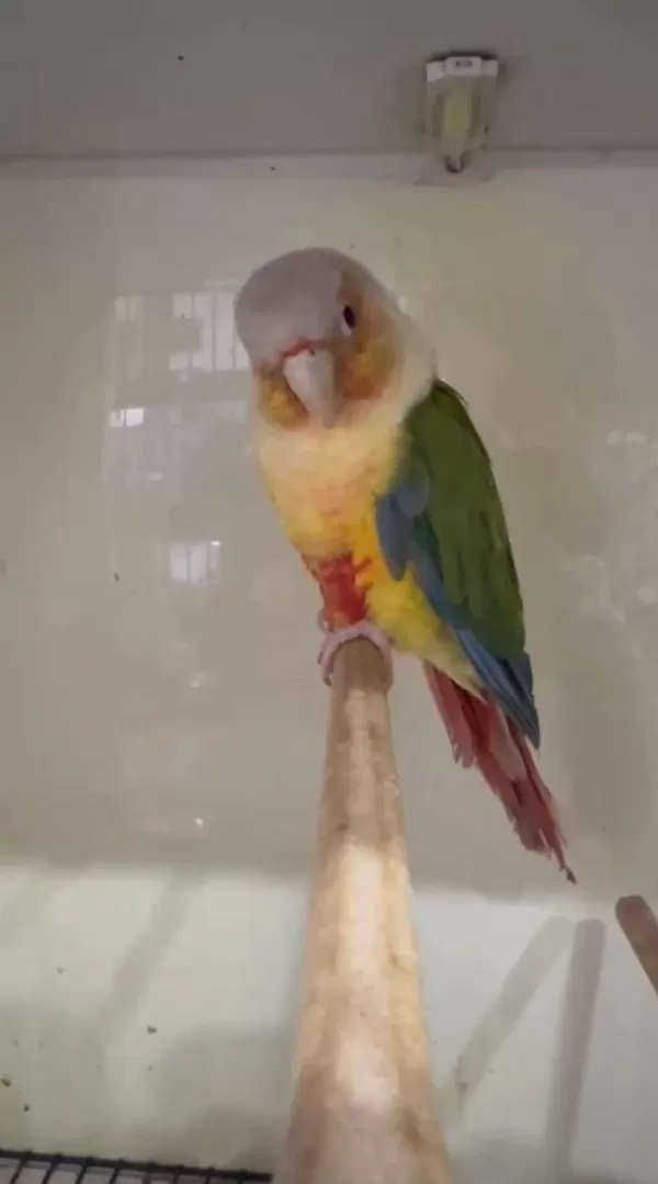 Pineapple Konur Papağanımız Uygun