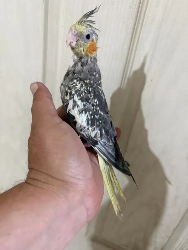 Tam 50 Günlük Kusursuz Full Evcil Sultan Bebek