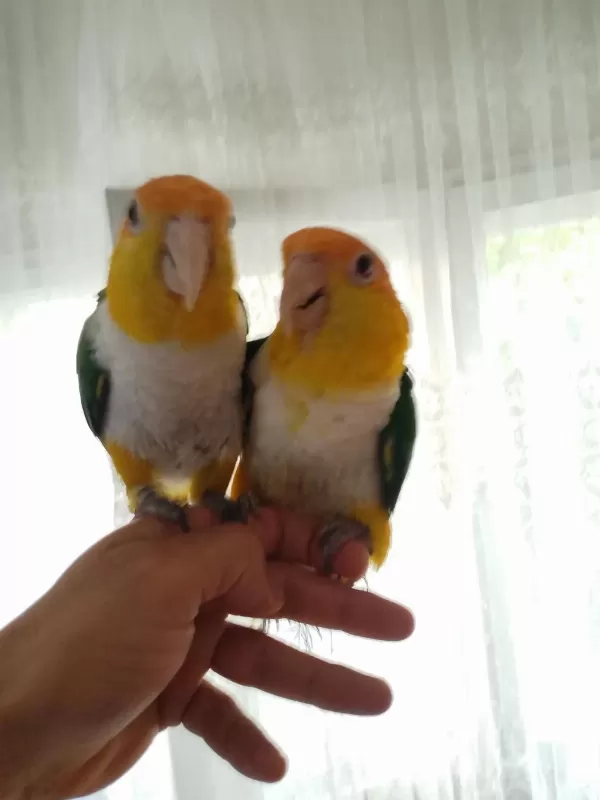 Evcil Dna Belgeli Caique Takım