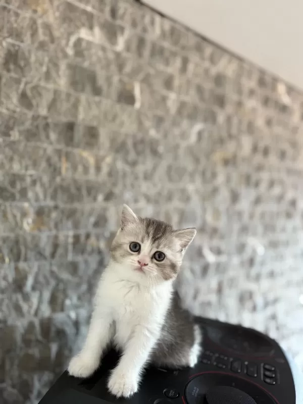 Güzeller Güzeli British Shorthair Yavrularim