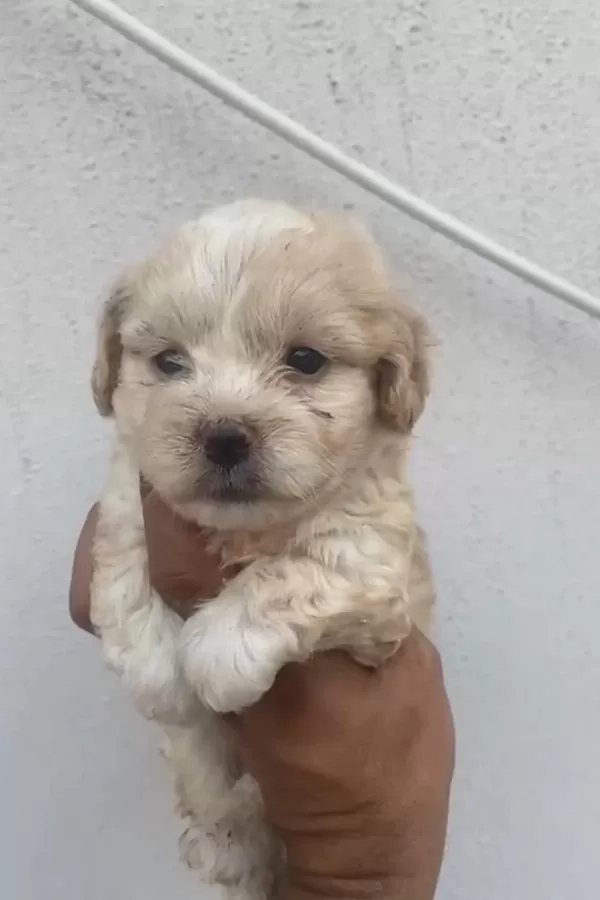 Maltipoo Kalite Yavrular İrk Sağlık Garantili