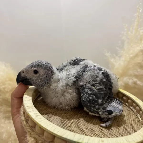 Harika Bebek Jako Papağani