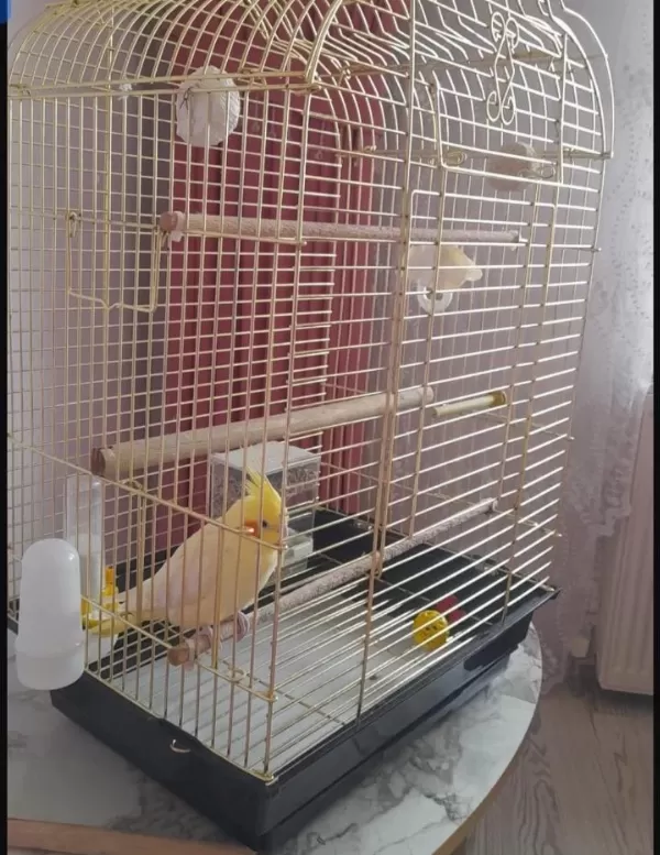 1.5 Yaşında Dişi Lutino Sultan Papağanı