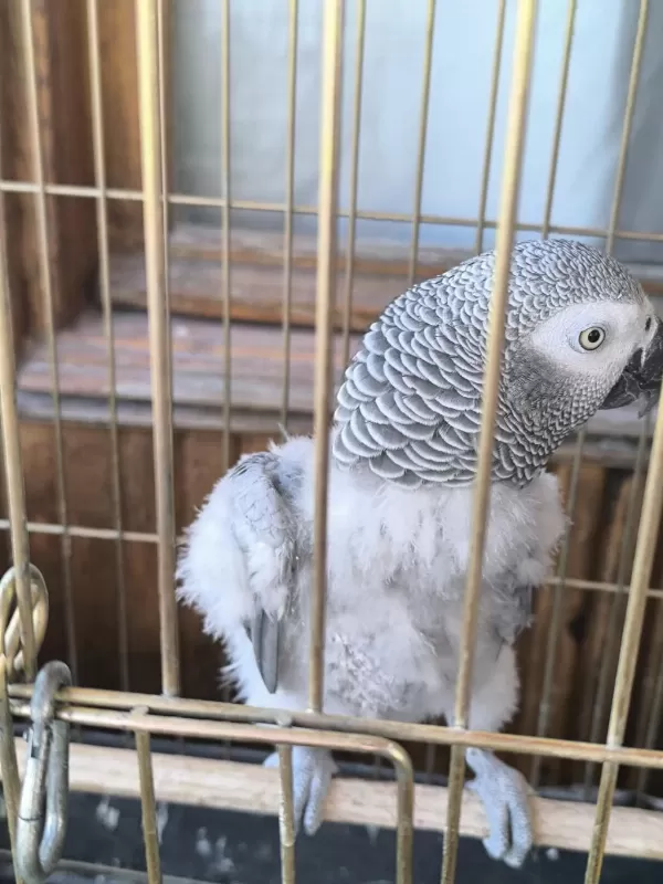 Evcil Konuşan Jako Stres Geçirmiştir