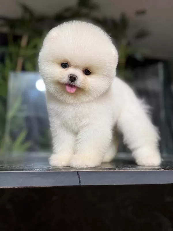 İrk Ve Sağlık Garantili Pomeranian Boo Bebekler