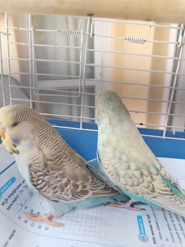 Konuşturmalik Aliştirmalik A Kalite Şov Jumbo Kuşlar