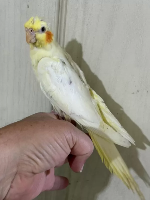 53 Günlük Ful Evcil Lutino Sultan Papağani Bebek
