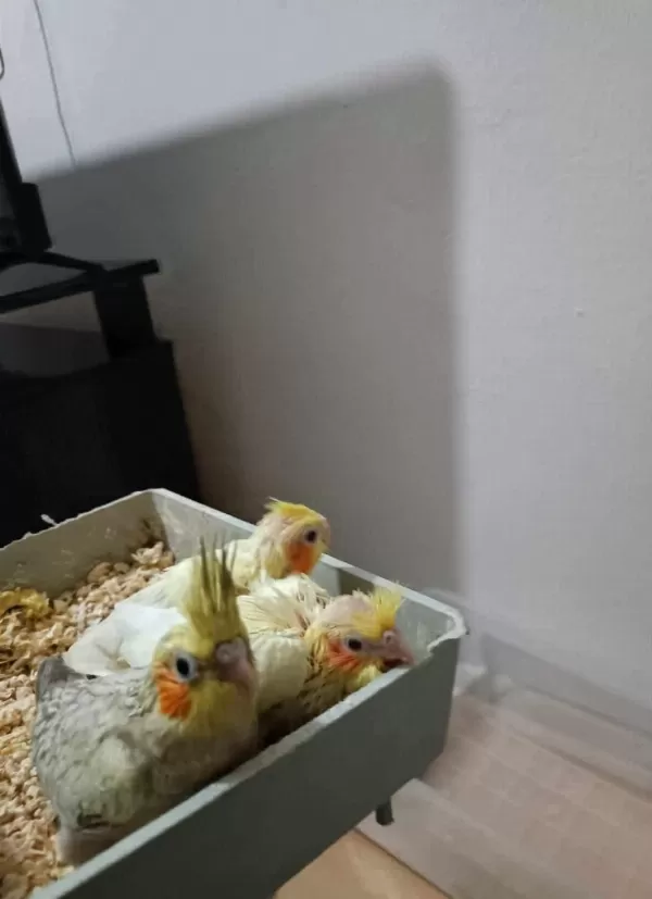 İzmir Merkezde Ele Kola Alışkın Yavru Papağanlar