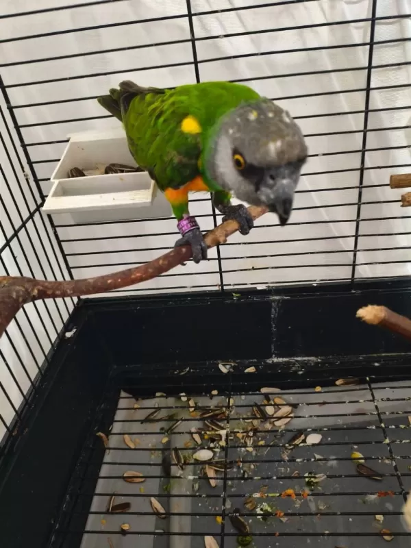 Acil Satılık Senegal Papağanı