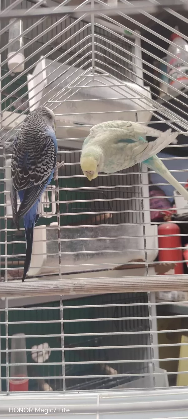 Sağlıklı Takım Muhabbet Kuşu
