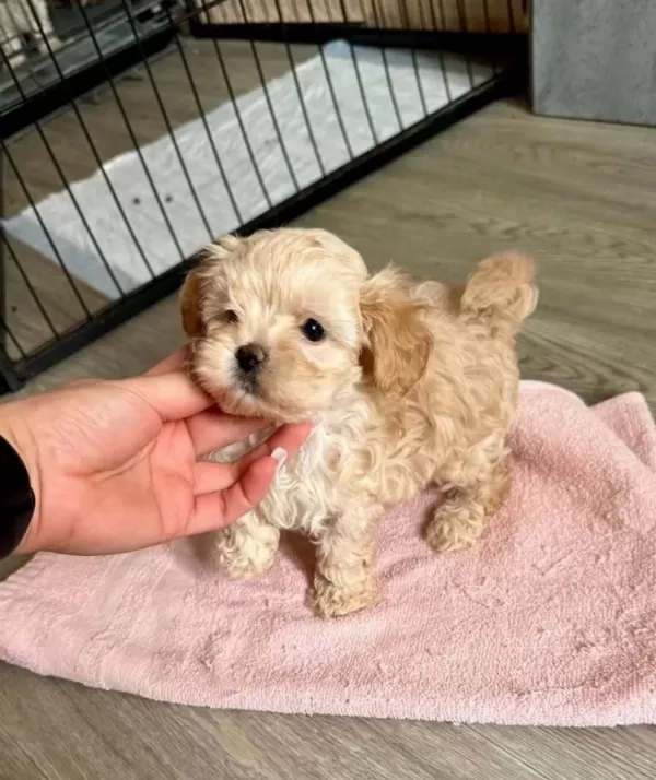 A Kalite Maltipoo Bebeklerimiz