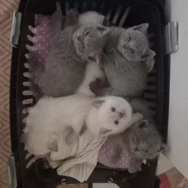 British Shorthair Yavrular İrk Sağlık Garantili