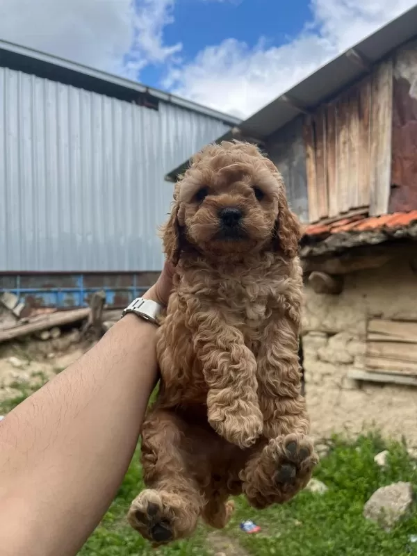 Toy Poodle Yavrular İrk Sağlık Garantili