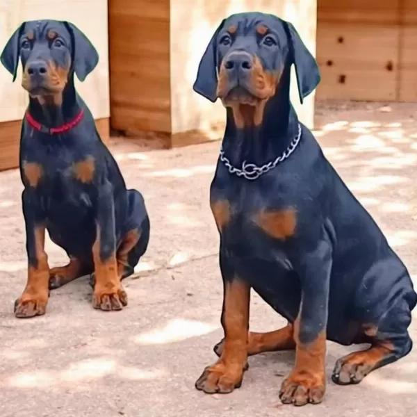 3.5 Aylık A Şecereli Kaliteli Doberman Yavrular