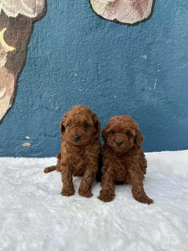 Güzeller Güzeli Poodle Bebekler