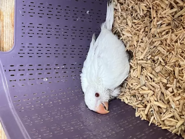 Albino Pakistan Papağanı Kırmızı Göz