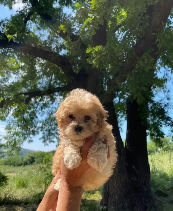 Küçük Maltipoo Miniklerim