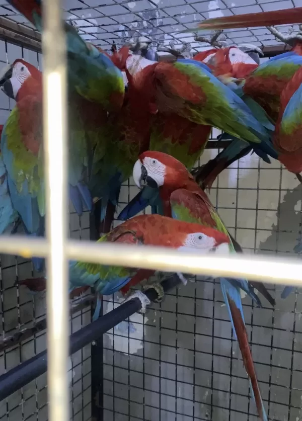 Mavi Macaw Papağanı Eğitime Açık