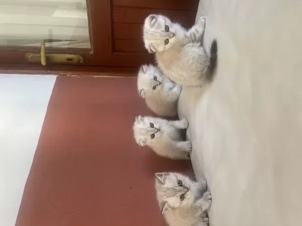 Scottish Fold Yavrulari