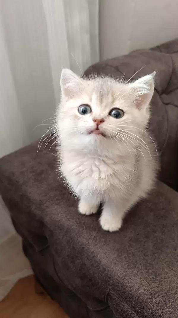 British Longhair Yavrularımız