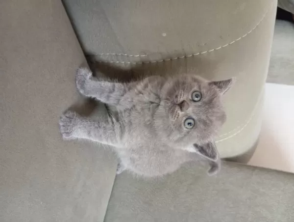 British Shorthair 2 Aylık