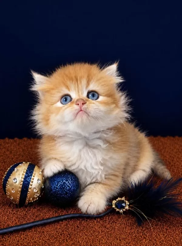 British Shorthair Ve Longhair Golden Yavrular