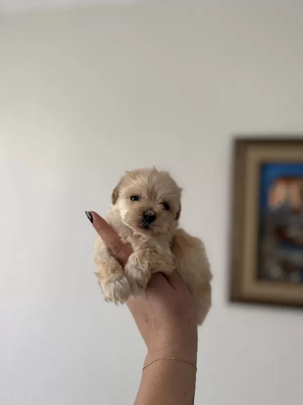 Dişi Ve Teacup Erkek Kore Maltipoo Bebişler