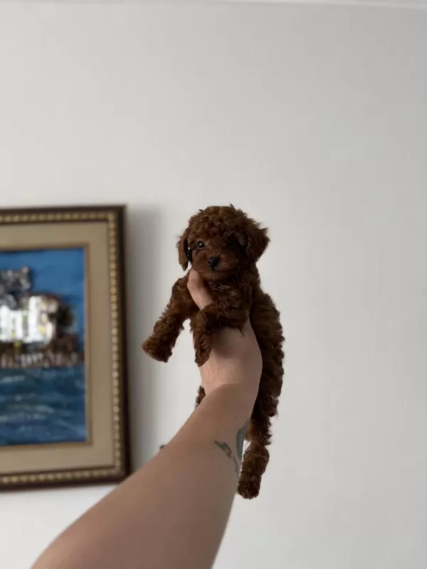 Teacup Kore Poodle Redbrown Yavrum