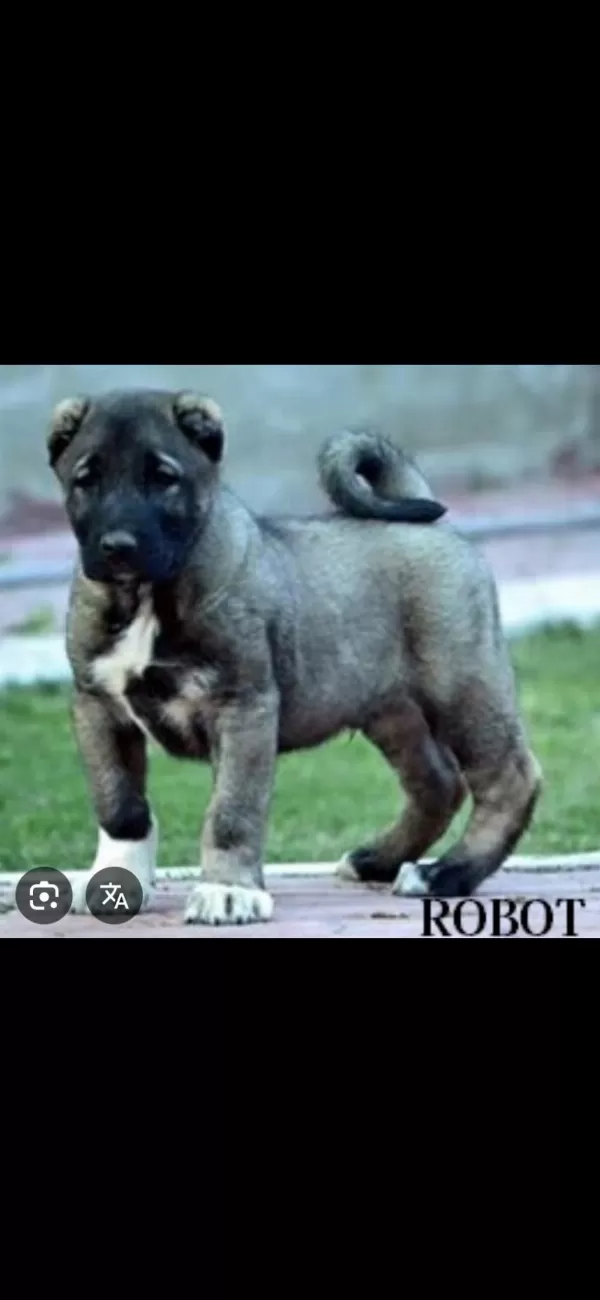 Yavru Ve Yetişkin Üst Seviye Kangal Köpekler